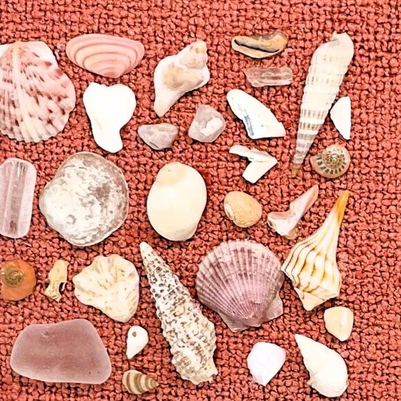 Pretty Pink Shell Display - Picture 5 of 6